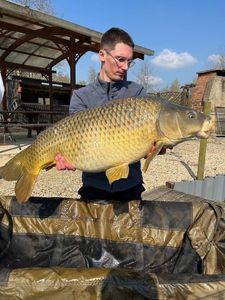 Common Carp