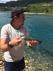 Rainbow Trout