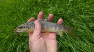 Brown Trout
