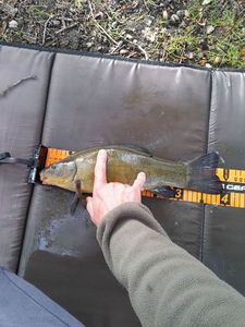Tench