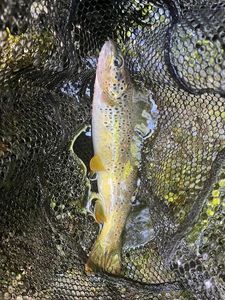 Brown Trout