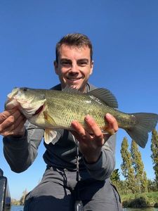 Largemouth Bass