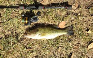 Largemouth Bass