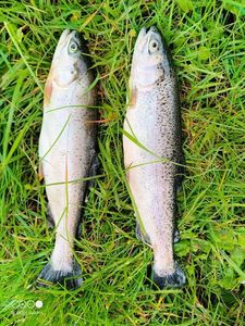 Rainbow Trout