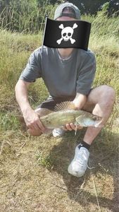 Zander