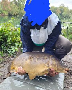 Mirror Carp