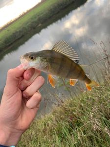 European Perch