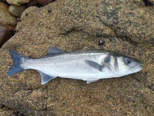 European Bass (Seabass)