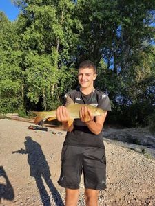 Barbel