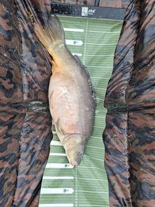 Leather Carp