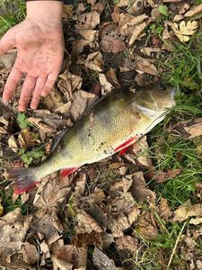 European Perch