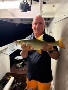 Barbel