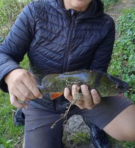 European Perch