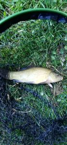Tench
