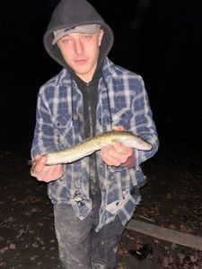 Burbot