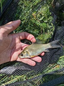 Crucian Carp