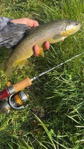 Brown Trout