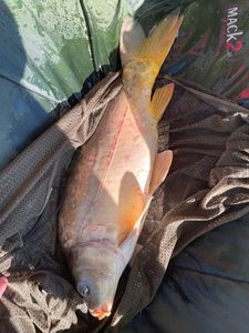 Leather Carp