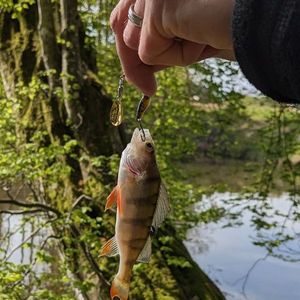 Yellow Perch