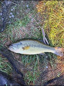 Largemouth Bass