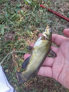 Black Bullhead