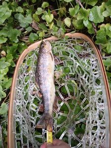 Brown Trout