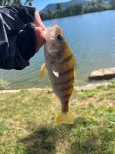 Yellow Perch