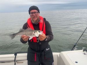 European Bass (Seabass)