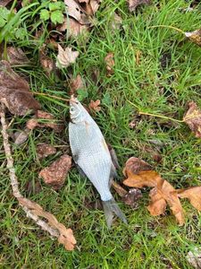 Common Bream