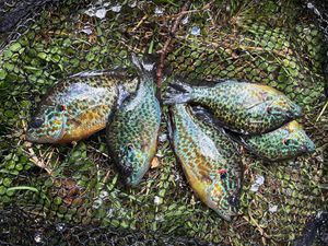 Pumpkinseed