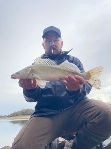 Zander
