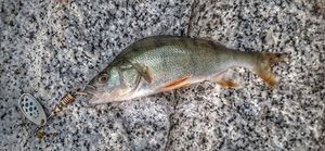 European Perch