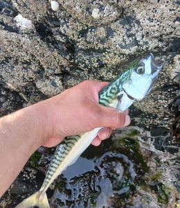 Mackerel