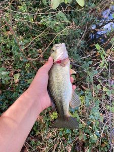 Smallmouth Bass