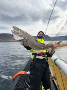 Atlantic Cod (Baltic)