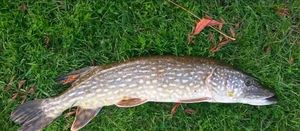Northern Pike