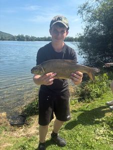 Common Bream