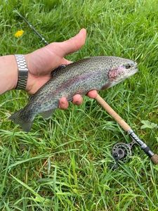Rainbow Trout