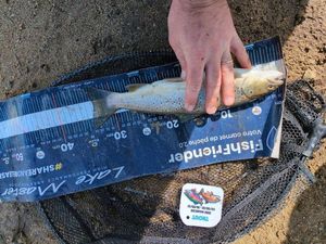 Brown Trout