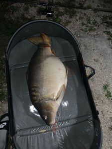 Mirror Carp