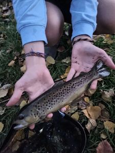 Brown Trout