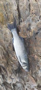 European Bass (Seabass)