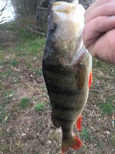 European Perch