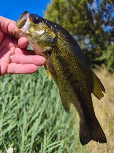 Largemouth Bass