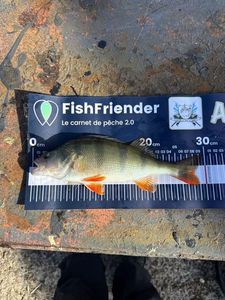 European Perch
