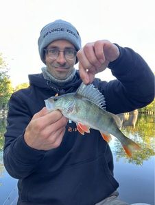 European Perch