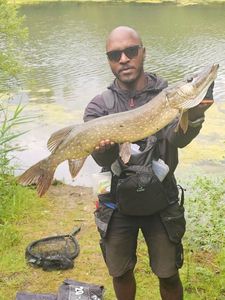 Northern Pike