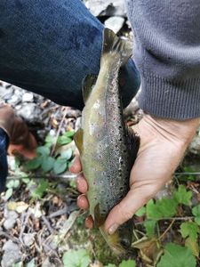 Brown Trout