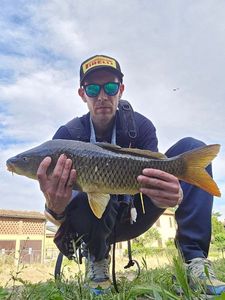 Common Carp