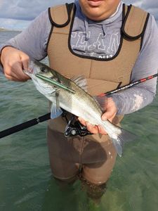 European Bass (Seabass)